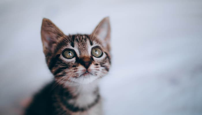 kitten