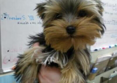 cute puppy in clinic