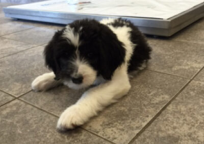 dog laying on the floor