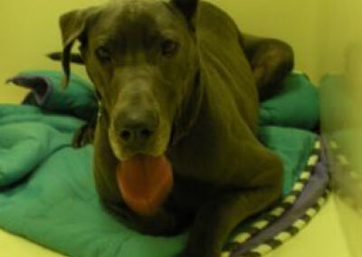 dog laying on the green mat