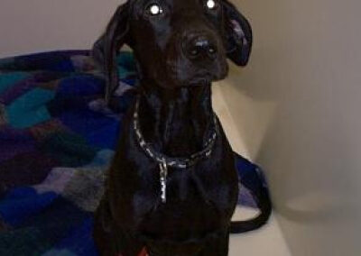 dog's eyes glow at night