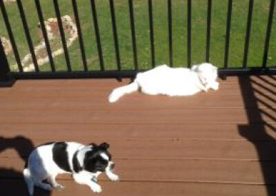 dogs laying on the wooden roof