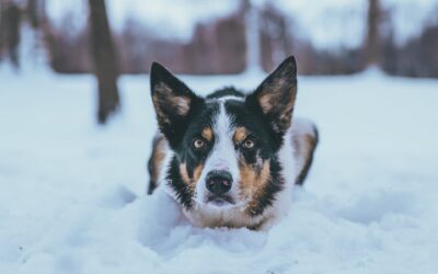 Cold Weather Pet Safety